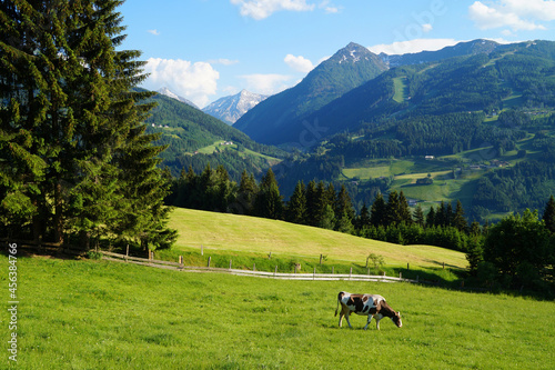 a beautiful alpine panorama with grazing cows in the Schladming-Dachstein region in Austria 