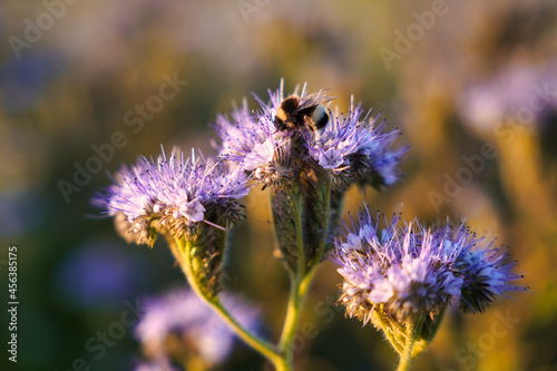 A beautiful scorpionweed  Phacelia  in the evening light. A bumblebee on one of the blooms.