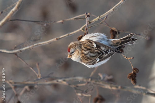 Close up portrait of common redpoll, winter background.