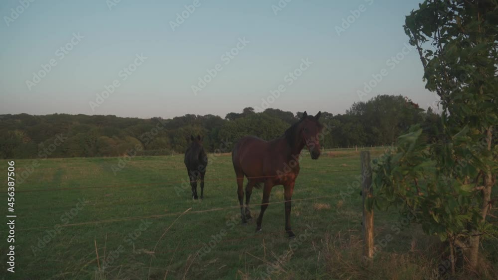 A group of beautiful farm horses graze in meadow. Ranch in France Brittany region. Farming industrial horse breeding and production in Bretagne. Horse pasture. Farm and agriculture. Animal husbandry. A group of beautiful farm horses graze in meadow. Ranch in France Brittany region. Farming industrial horse breeding and production in Bretagne. Horse pasture. Farm and agriculture. Animal husbandry.