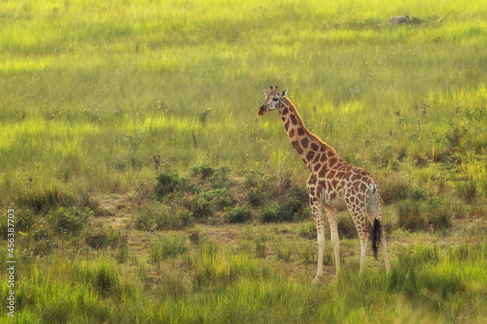 Northern Giraffe - Giraffa camelopardalis, Cute member of African big five, Murchison falls, Uganda.