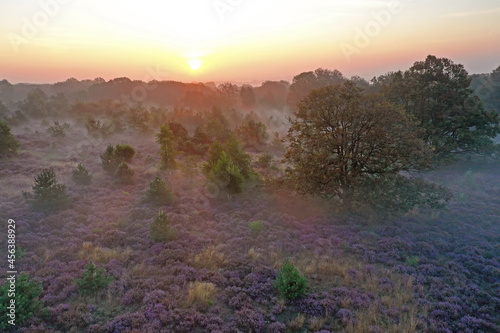 Aerial from blossoming moorlands at the Holterberg in the Netherlands at sunrise with fog