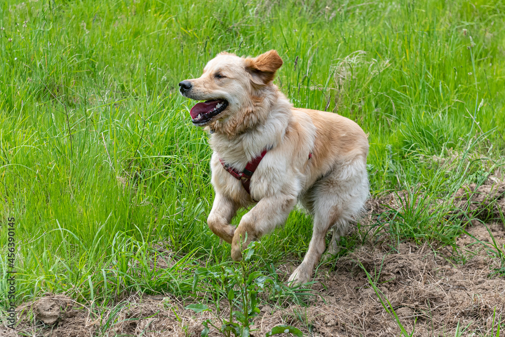 A Golden Retrieber playing on a green meadow A Golden Retrieber playing on a green meadow