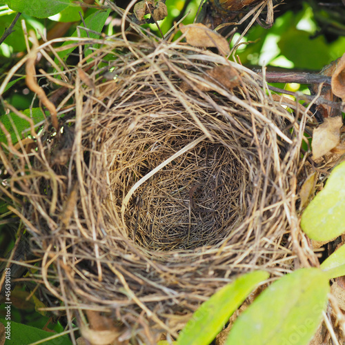 An empty bird nest in the crown of branches and leaves of a honeysuckle bush. Square illustration about mortgage. Lending, construction, purchase and sale of residential real estate
