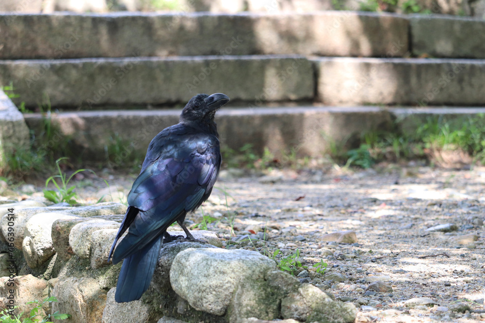 Obraz premium ハシブトガラス