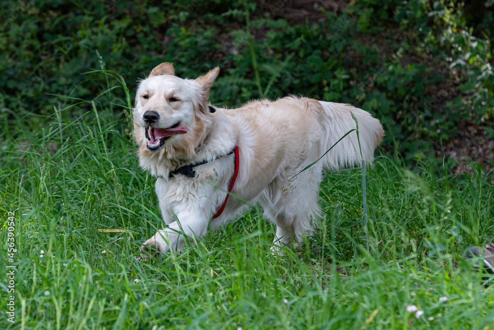 A Golden Retrieber playing on a green meadow A Golden Retrieber playing on a green meadow