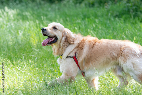 A Golden Retrieber playing on a green meadow