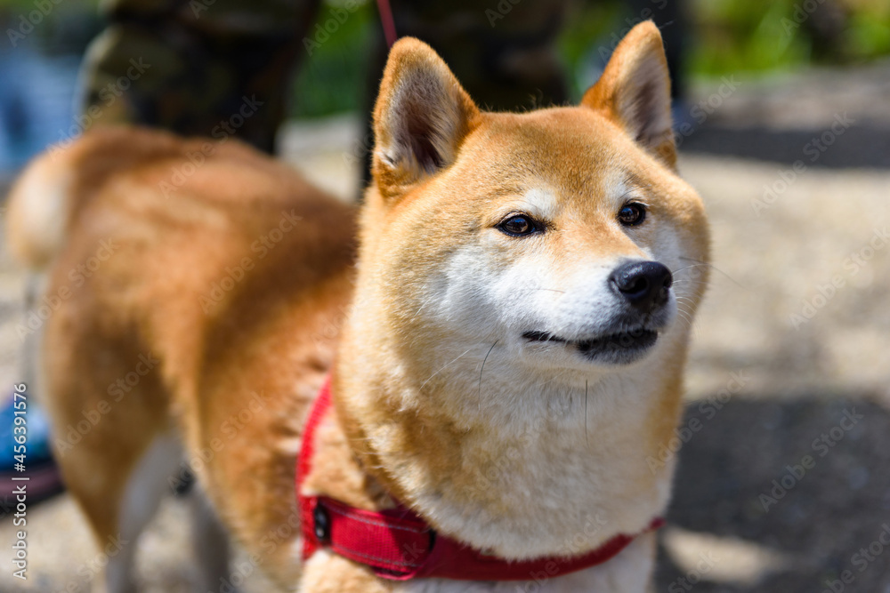 cute Akita Inu dog walking in park