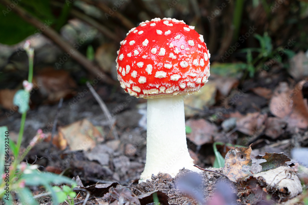Amanita muscaria. Poisonous mushroom in nature. Fly agaric in forest