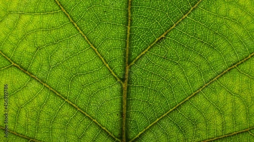 macro closeup of a green leaf, texture footage. organic plant and leaf's vein with slow upward motion.Nature photo