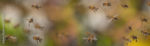 Slika na platnu bees flying in to hive - bee breeding (Apis mellifera) close up