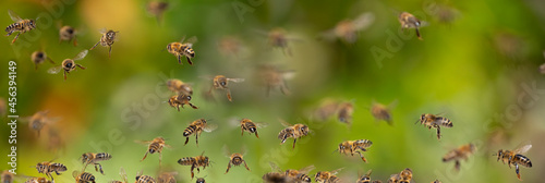 Foto bees flying in to hive - bee breeding (Apis mellifera) close up
