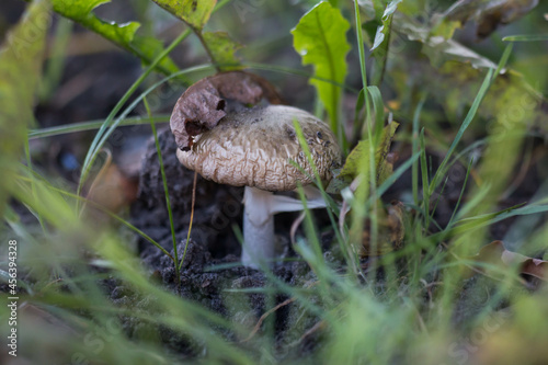 Aging death cap (Amanita phalloides) photo