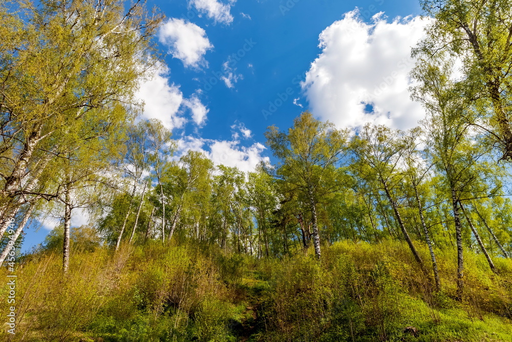 Mountain with birches against white clouds and blue sky in summer