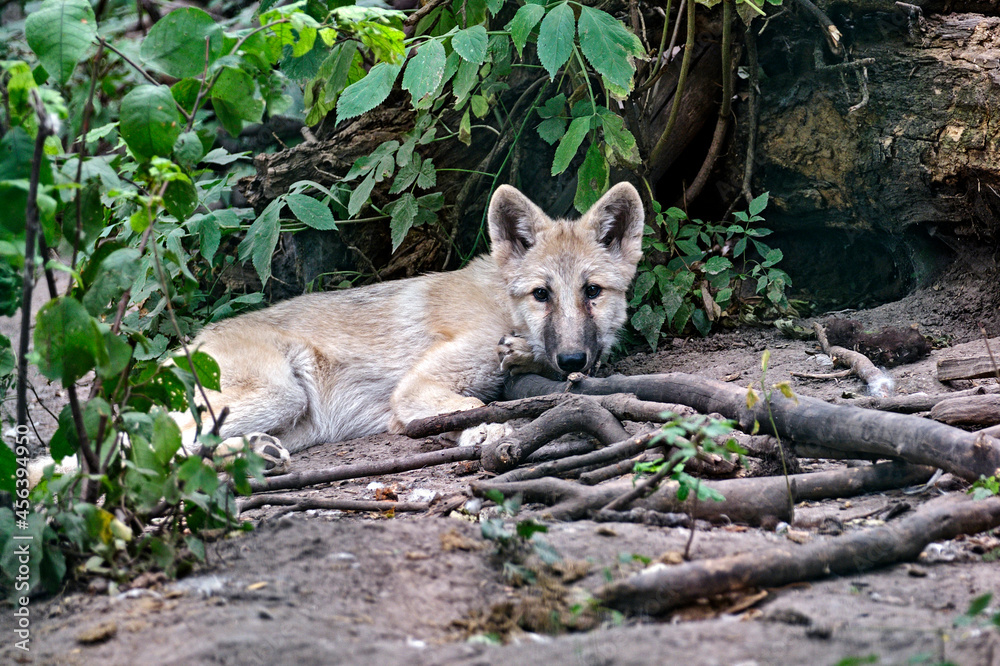 Obraz premium Ein junger Polarwolf , Weißwolf oder arktischer Wolf ( Canis lupus arctos ).