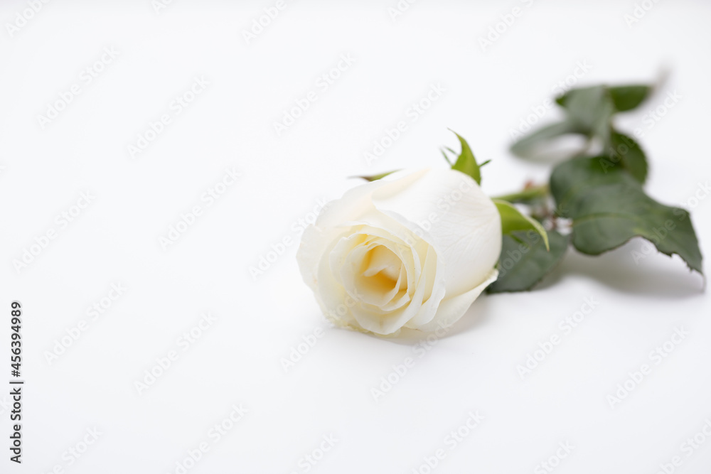Hochzeitskollektion Hochzeitskollektion