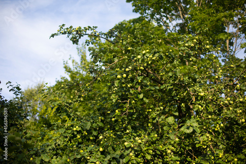Green apples on a tree. Garden deerevo with fruits.
