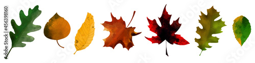 Autumn Leaf Collection Watercolor