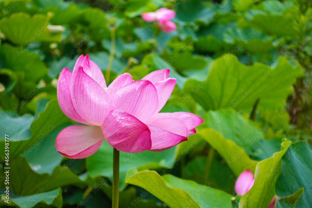 beautiful blooming pink lotus flower over green leaves nature background