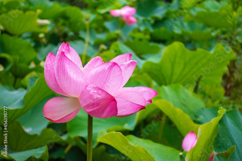 beautiful blooming pink lotus flower over green leaves nature background