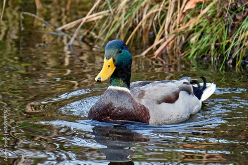 Stockente - Erpel ( Anas platyrhynchos ).