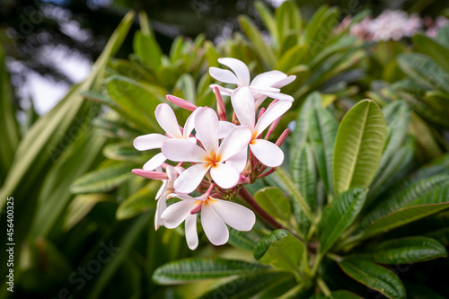 Fototapeta Naklejka Na Ścianę i Meble -  Pretty pink plumeria flowers bursting with color on a bush located on the island of Kauai, Hawaii.