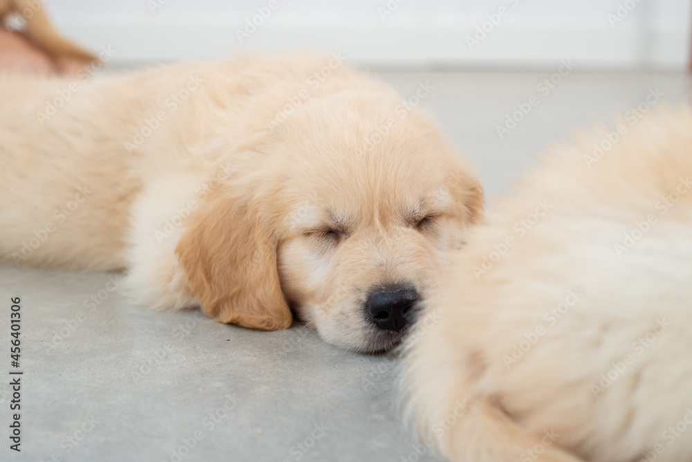 Golden retrieber puppies sleeping Golden retrieber puppies sleeping