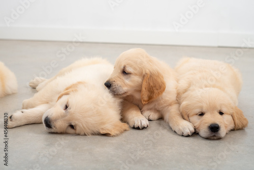 Fototapeta Naklejka Na Ścianę i Meble -  Golden retrieber puppies sleeping