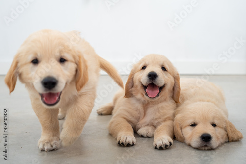 Golden retrieber puppies