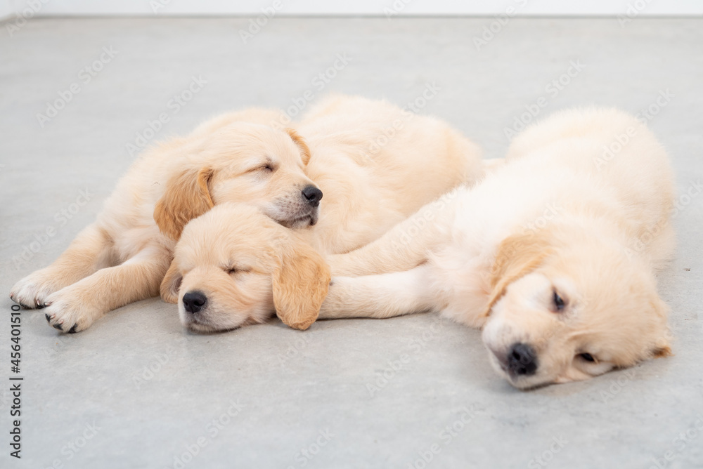 Golden retrieber puppies sleeping Golden retrieber puppies sleeping