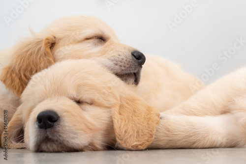Fototapeta Naklejka Na Ścianę i Meble -  Golden retrieber puppies sleeping