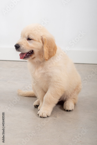Golden retrieber puppy