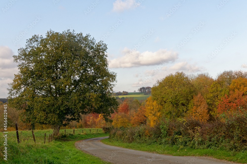landscape with trees and road during autumn landscape with trees and road during autumn