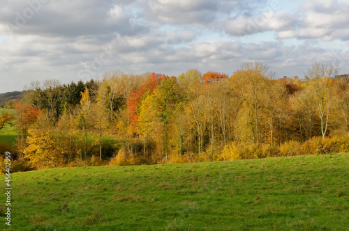 autumn landscape with trees