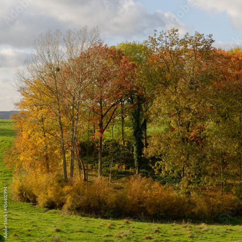 autumn landscape with trees