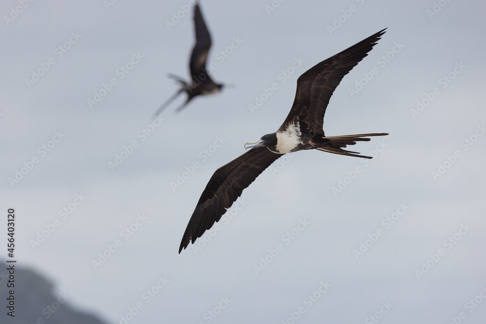 Prachtfregattvogel (Magnificent frigatebird)
Puerto Lopez, Ecuador Prachtfregattvogel (Magnificent frigatebird)
Puerto Lopez, Ecuador