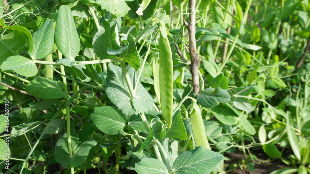 peas pods garden bed autumn summer harvest garden vegetable garden peas pods garden bed autumn summer harvest garden vegetable garden