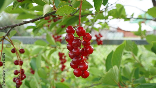 red cherry berries garden fruits on a branch autumn summer harvest garden vegetable garden