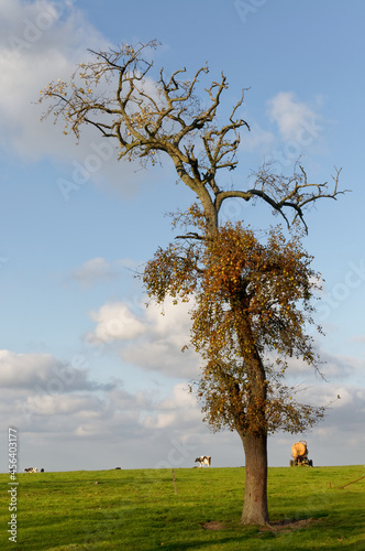 tree (peartree isolated) on a hill (autumn)