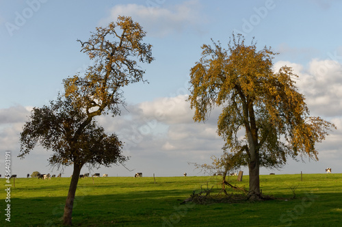 trees (peartree) in the field in autumn