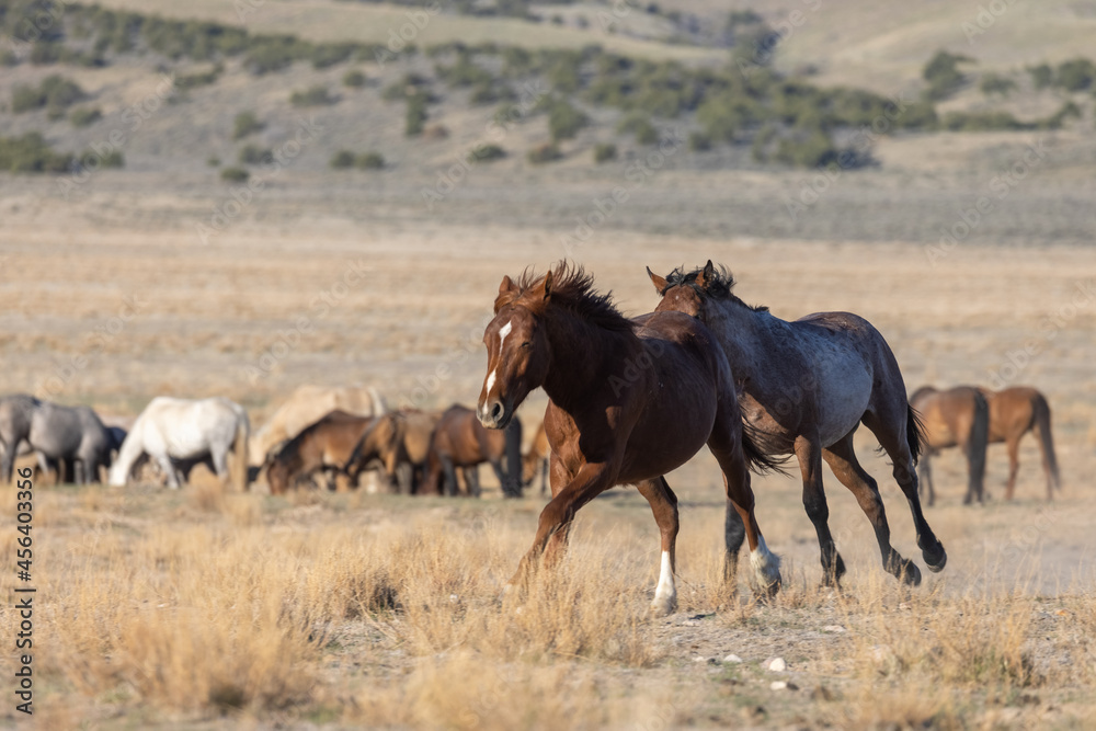 Wild Horse Stallions Fighting in the Utah Desert