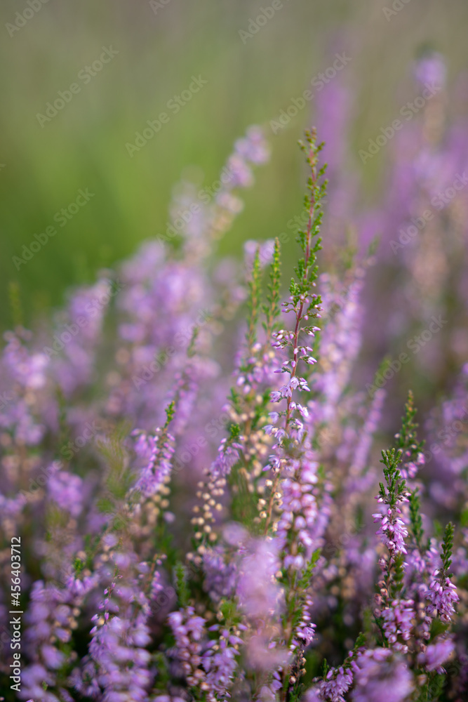 Naklejka premium Close-up of purple meadow with green background