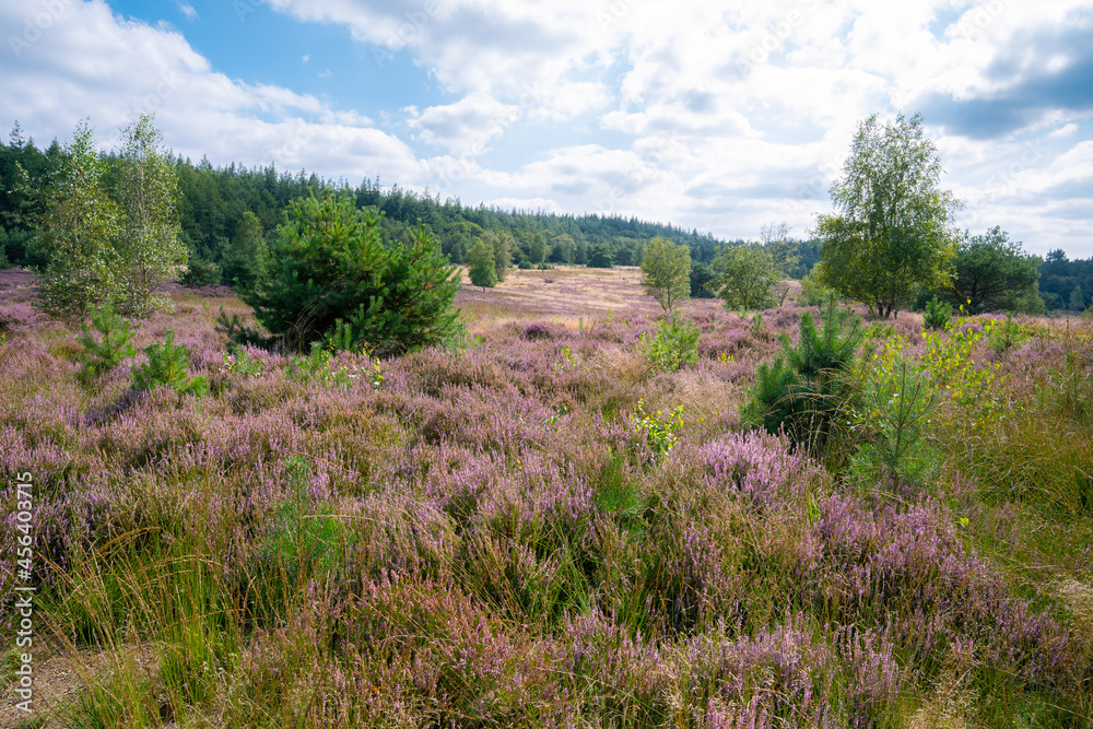 Beautiful purple meadow in the Veluwe area, the Netherlands