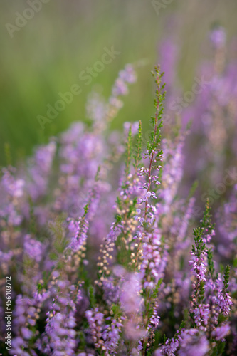 Close-up of purple meadow with green background