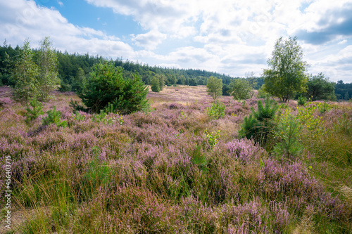 Beautiful purple meadow in the Veluwe area, the Netherlands photo