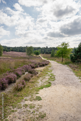 Purple meadow in the Veluwe area, the Netherlands