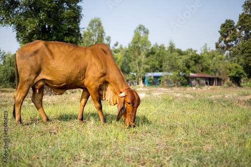 Brown Thai cows are grazing on the ground.