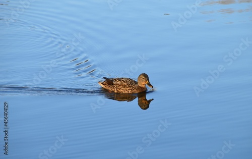 Kaczka pływająca w jeziorze © Jacek