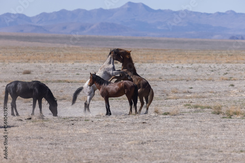 Fototapeta Naklejka Na Ścianę i Meble -  Wild Horse Stallions Fighting in the Utah Desert