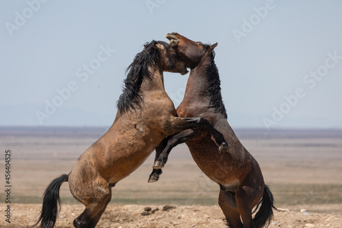 Wild Horse Stallions Fighting in the Utah Desert